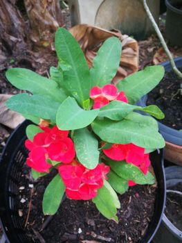white and red Crown of thorns plant or science name is "Euphorbia Milii"