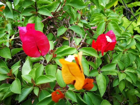 beautiful red and orange bougainvillea flowers in a garden