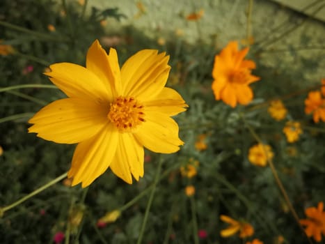 Yellow Cosmos beautiful blooming colorful flowers in garden