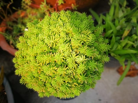 sun light green plants in a gerden at evening