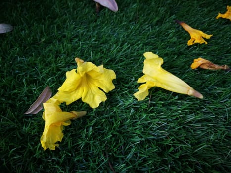 beautiful flowers on green floor