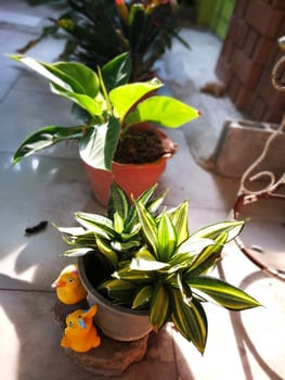 sun light green plants in a gerden at evening