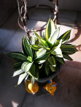 sun light green plants in a gerden at evening