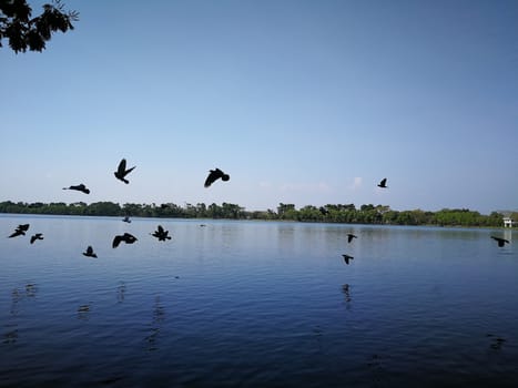 pigeon birds flying on sky nearly nature lake at thailand public park