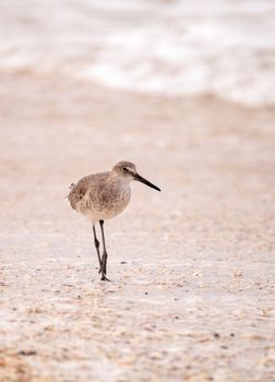 Common Snipe Shorebird Gallinago gallinago forages for food at Barefoot Beach in Bonita Springs, Florida.