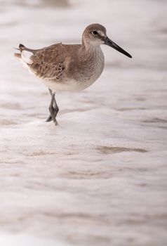 Common Snipe Shorebird Gallinago gallinago forages for food at Barefoot Beach in Bonita Springs, Florida.