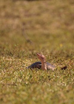 Florida softshell turtle Apalone ferox up on the grass, foraging for food and remaining alert in Naples, Florida