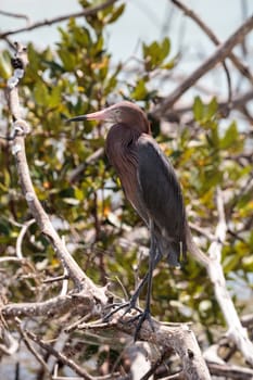 Little blue heron Egretta caerulea  forages for food at Barefoot Beach in Bonita Springs, Florida.