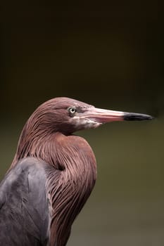 Little blue heron Egretta caerulea  forages for food at Barefoot Beach in Bonita Springs, Florida.