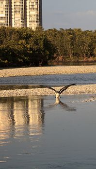 Osprey bird of prey Pandion haliaetus flying over the water after bathing in Clam pass in Naples, Florida in the morning.