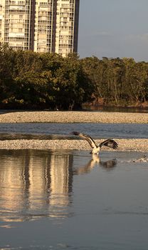 Osprey bird of prey Pandion haliaetus flying over the water after bathing in Clam pass in Naples, Florida in the morning.