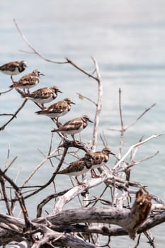 Nesting Ruddy turnstone wading bird Arenaria interpres along the shoreline of Barefoot Beach, Bonita Springs, Florida.