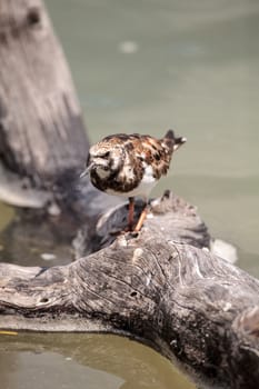 Nesting Ruddy turnstone wading bird Arenaria interpres along the shoreline of Barefoot Beach, Bonita Springs, Florida.