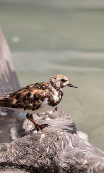 Nesting Ruddy turnstone wading bird Arenaria interpres along the shoreline of Barefoot Beach, Bonita Springs, Florida.