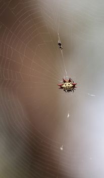 Female Red, white and black Spiny orb weaver spider Gasteracantha in Bonita Springs, Florida