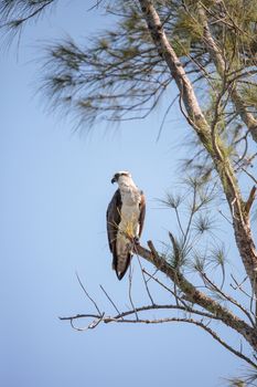 Osprey bird of prey Pandion haliaetus perches on a tree at Clam pass in Naples, Florida in the morning.