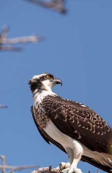 Osprey bird of prey Pandion haliaetus perches on a tree at Clam pass in Naples, Florida in the morning.