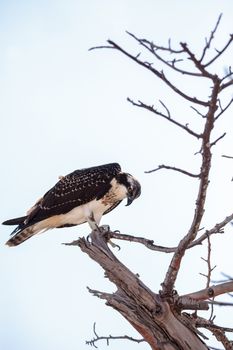 Osprey bird of prey Pandion haliaetus perches on a tree at Clam pass in Naples, Florida in the morning.