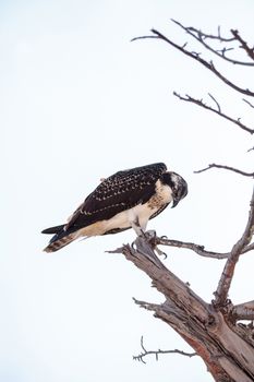 Osprey bird of prey Pandion haliaetus perches on a tree at Clam pass in Naples, Florida in the morning.