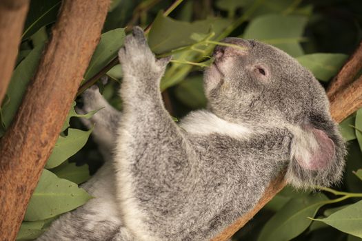 Cute Australian Koala in a tree resting during the day.