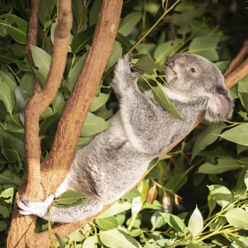 Cute Australian Koala in a tree resting during the day.