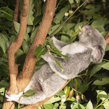 Cute Australian Koala in a tree resting during the day.