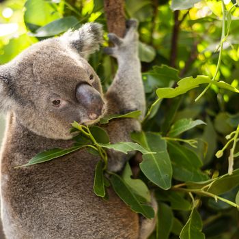 Cute Australian Koala in a tree resting during the day.