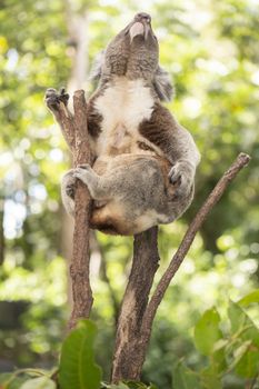 Cute Australian Koala in a tree resting during the day.