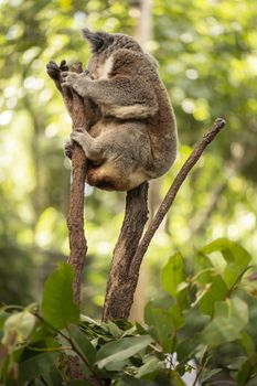 Cute Australian Koala in a tree resting during the day.