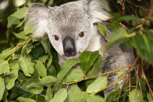 Cute Australian Koala in a tree resting during the day.