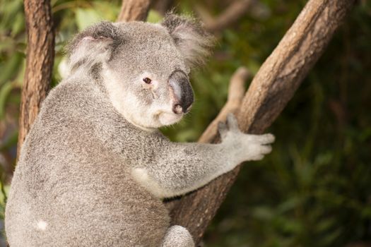 Cute Australian Koala in a tree resting during the day.