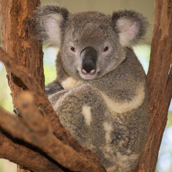 Cute Australian Koala in a tree resting during the day.