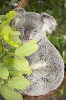 Cute Australian Koala in a tree resting during the day.