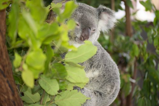 Cute Australian Koala in a tree resting during the day.