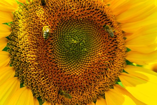 bees gathering pollen of the sunflower. insect on yellow flower close up