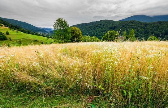 rural field on hillside in mountains. lovely rural landscape