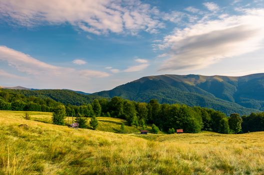 meadow near the forest at the foot of the mountain. wooden sheds in tall grass. beautiful summer evening landscape in the Aretska mountain area, Transcarpathia, Ukraine