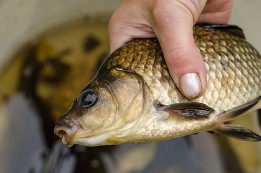 Carp just caught on the bait lake