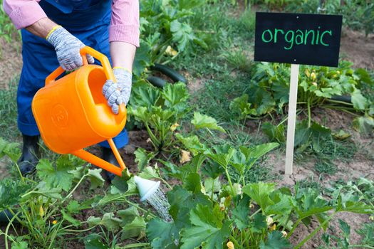 Farmer watering organic vegetable garden