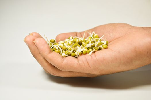 sprouted green gram hand on isolated white background.