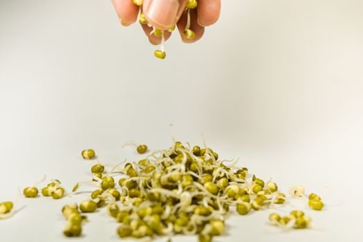 sprouted green gram coming out of hand on isolated white background.