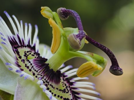 passion flower passion flower