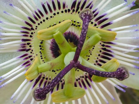 passion flower passion flower