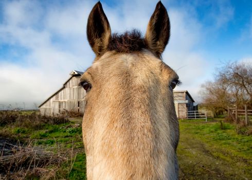 This is a color close-up image of a hose standing in front of his barn.