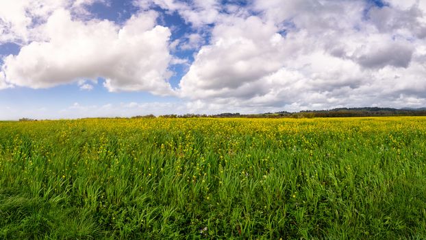 A vast expanse of yellow mustard flowers in Northern California.