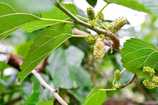 image of a white mulberry on a mulberry-tree branch. Organic cultivation of white mulberry