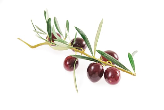 fresh olives isolated on a white background. Olives from Sicily, Italy