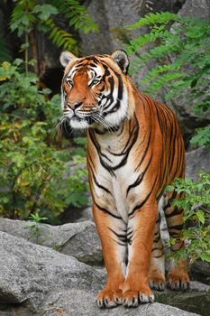 Close up full length front portrait of one young Indochinese tiger standing on the rock and looking at camera, low angle view