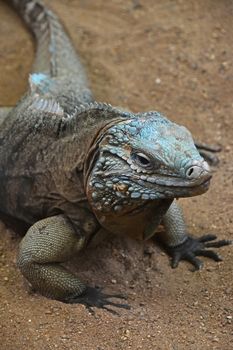 Close up profile portrait of Grand Cayman blue iguana (Cyclura lewisi), high angle view