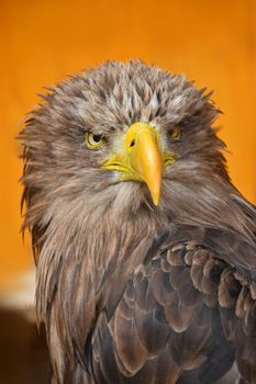 Close up front portrait of one white-tailed sea eagle (Haliaeetus albicilla) looking at camera over yellow orange background, low angle view